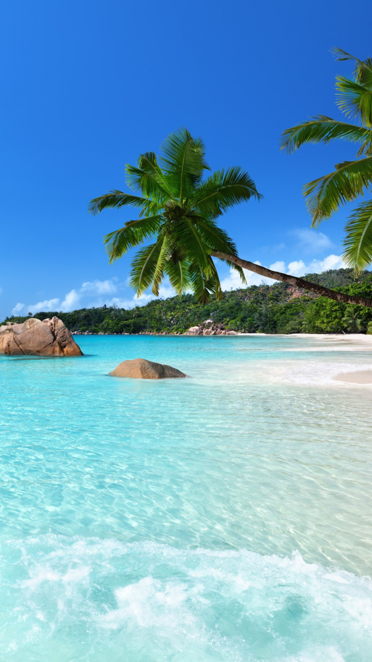 Green Palm Tree on Beach During Daytime. Wallpaper in 750x1334 Resolution