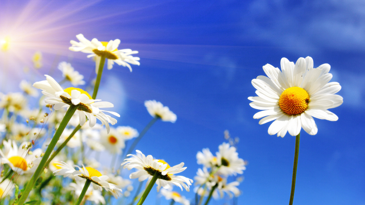 White Daisy Flowers in Bloom During Daytime. Wallpaper in 1280x720 Resolution