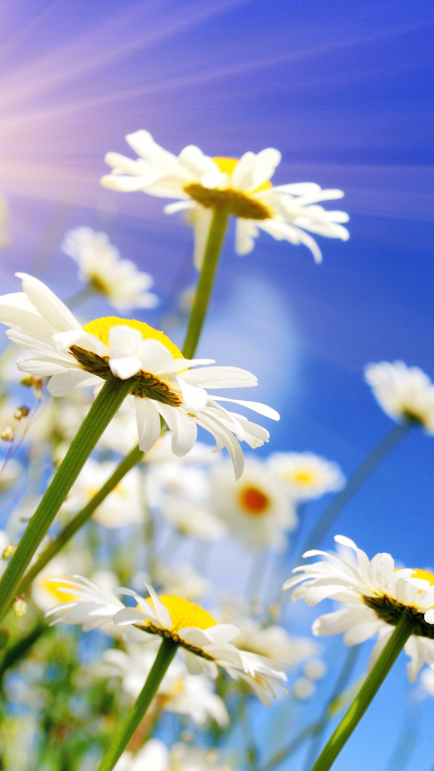 White Daisy Flowers in Bloom During Daytime. Wallpaper in 1440x2560 Resolution