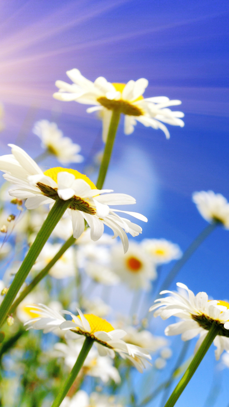 White Daisy Flowers in Bloom During Daytime. Wallpaper in 750x1334 Resolution