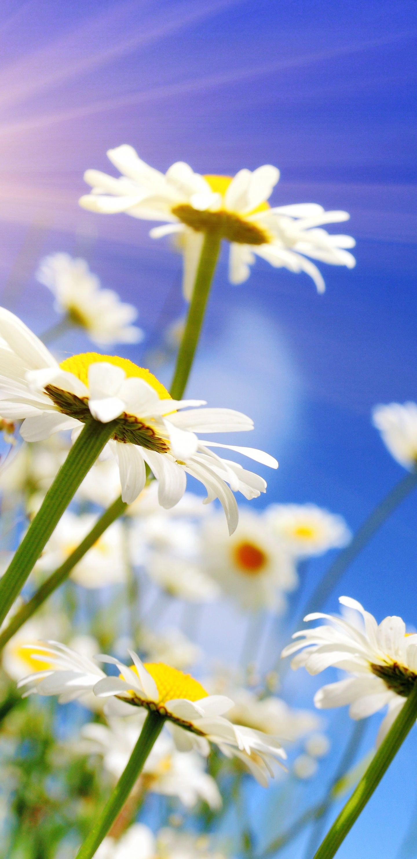 Fleurs de Marguerite Blanche en Fleurs Pendant la Journée. Wallpaper in 1440x2960 Resolution