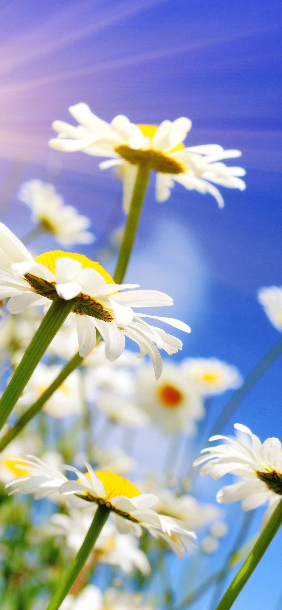 Flores de Margarita Blanca en Flor Durante el Día. Wallpaper in 1125x2436 Resolution