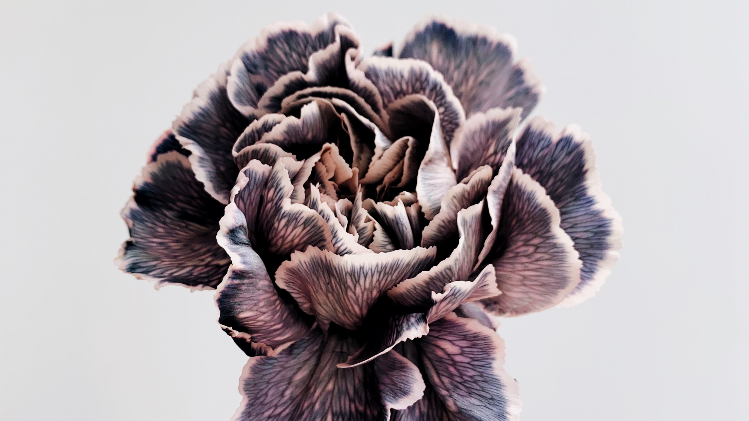 Person Mit Grauer Und Weißer Blume. Wallpaper in 2560x1440 Resolution