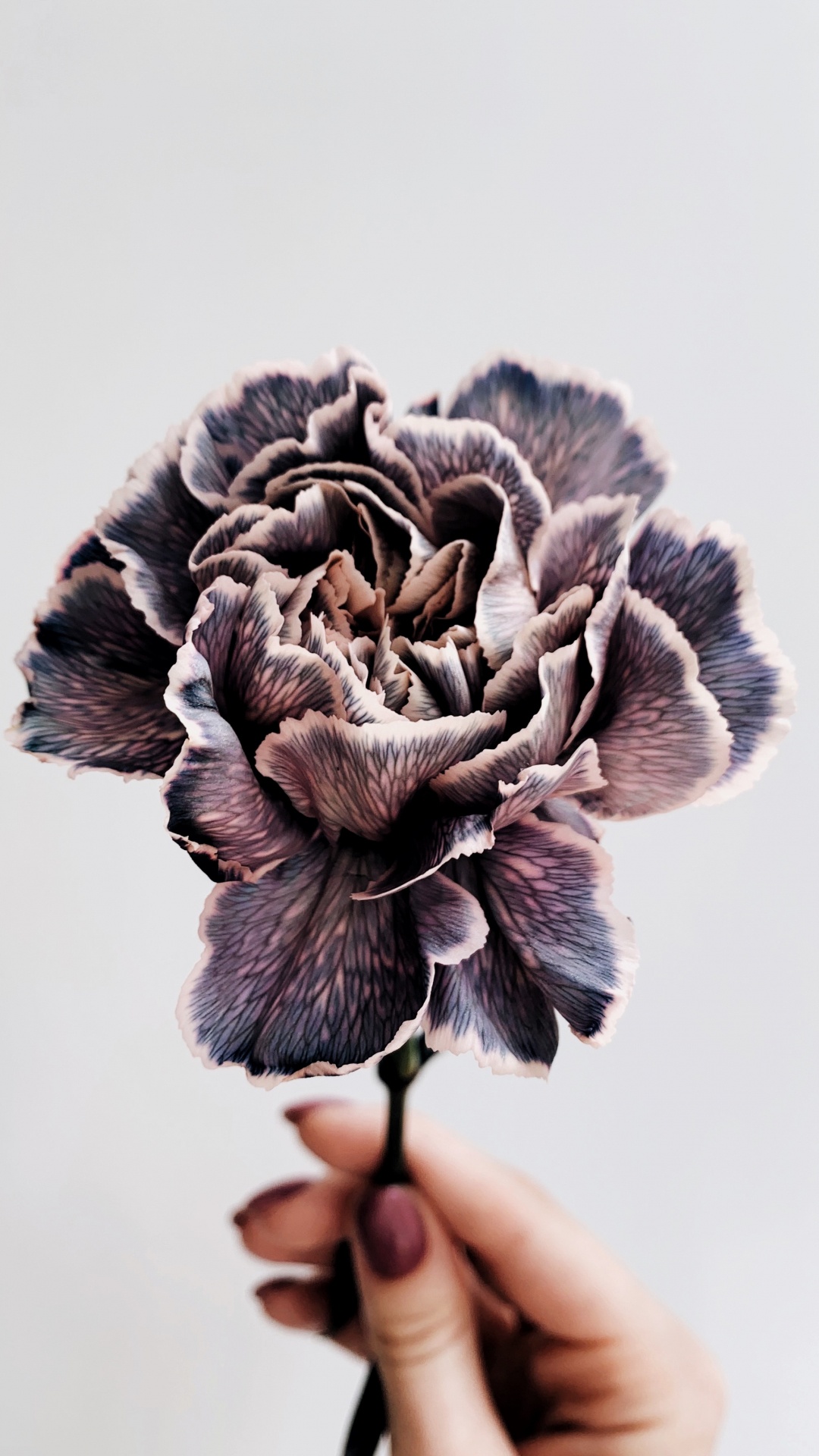 Persona Sosteniendo Una Flor Gris y Blanca. Wallpaper in 1080x1920 Resolution