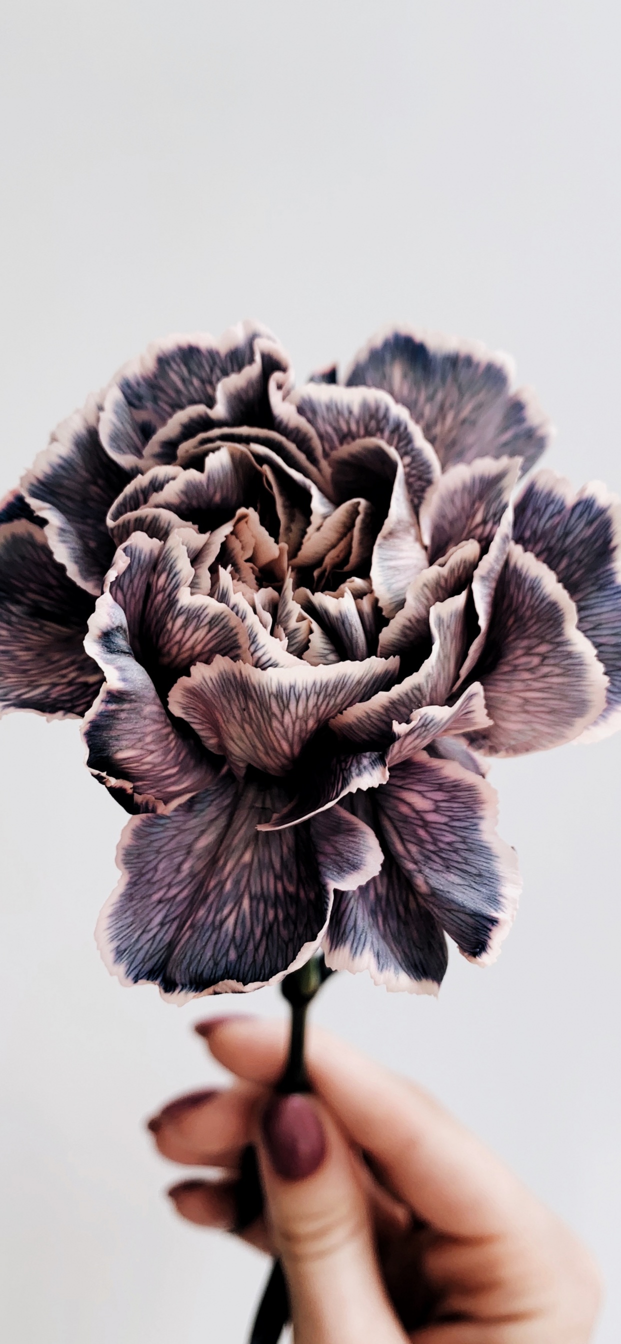 Personne Tenant Une Fleur Grise et Blanche. Wallpaper in 1242x2688 Resolution