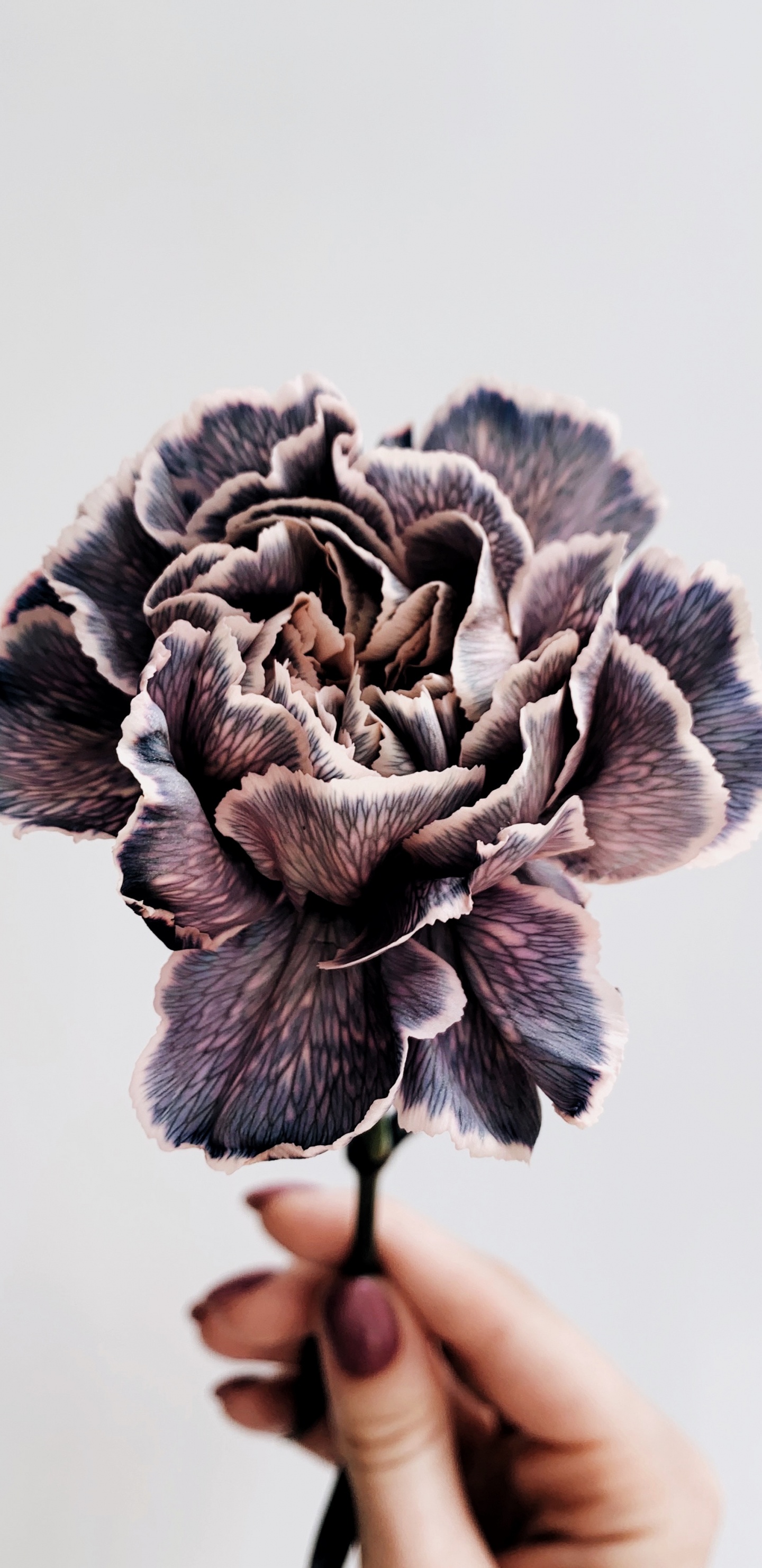 Person Holding Gray and White Flower. Wallpaper in 1440x2960 Resolution