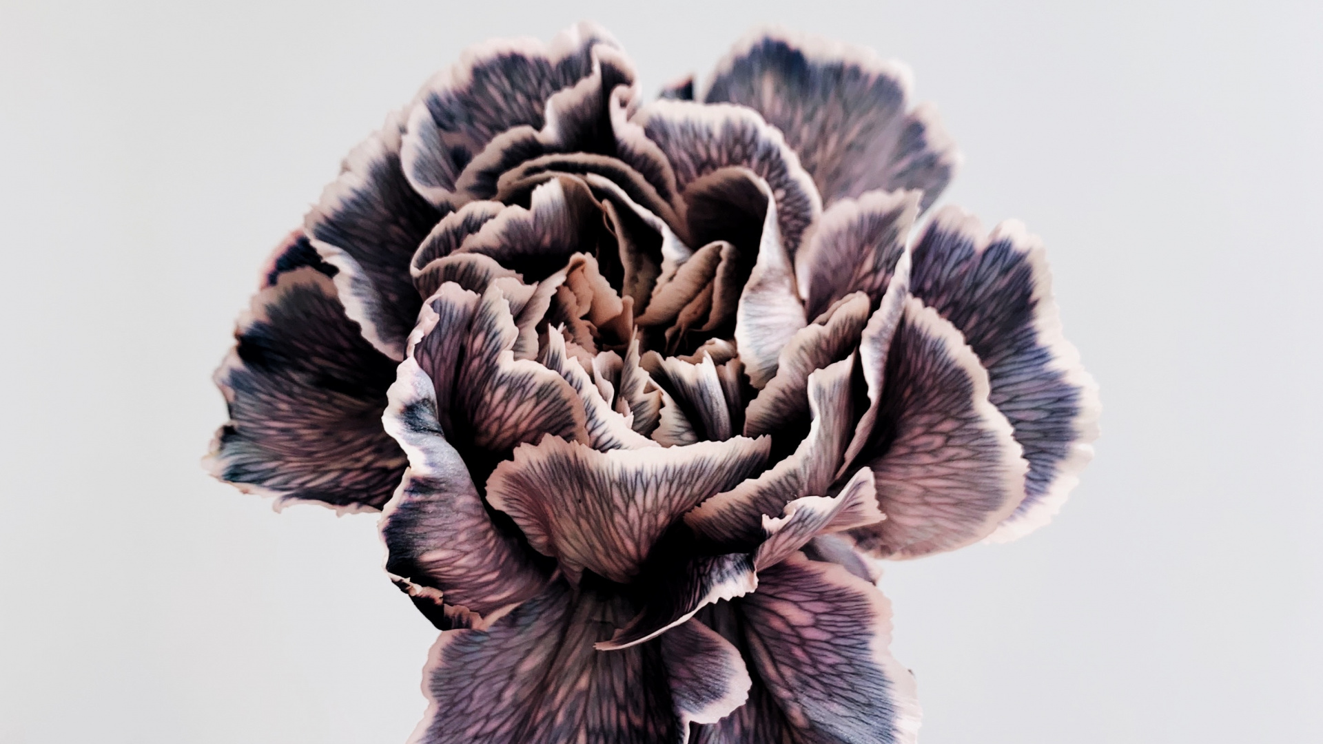 Person Holding Gray and White Flower. Wallpaper in 1920x1080 Resolution