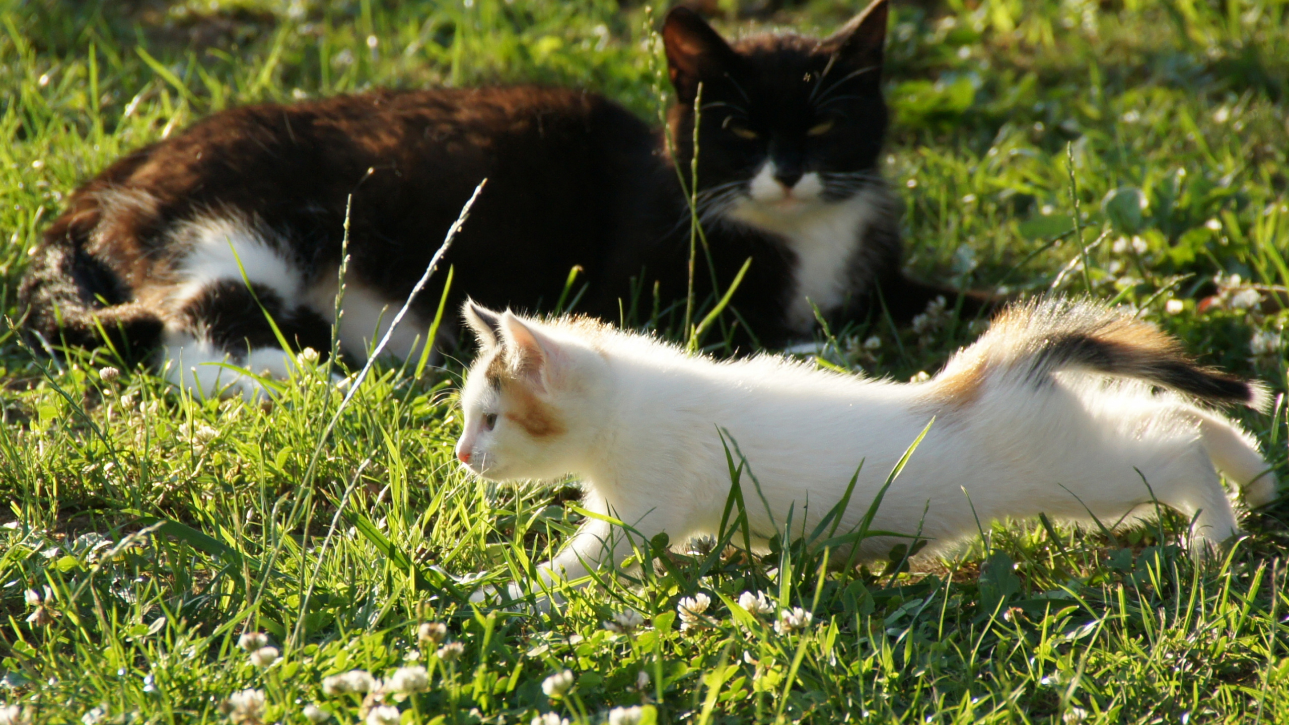 Gato Blanco y Naranja en el Campo de Hierba Verde Durante el Día. Wallpaper in 2560x1440 Resolution