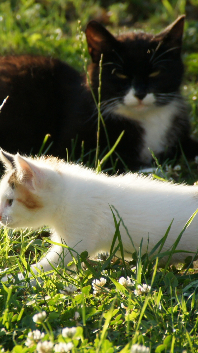White and Orange Cat on Green Grass Field During Daytime. Wallpaper in 750x1334 Resolution