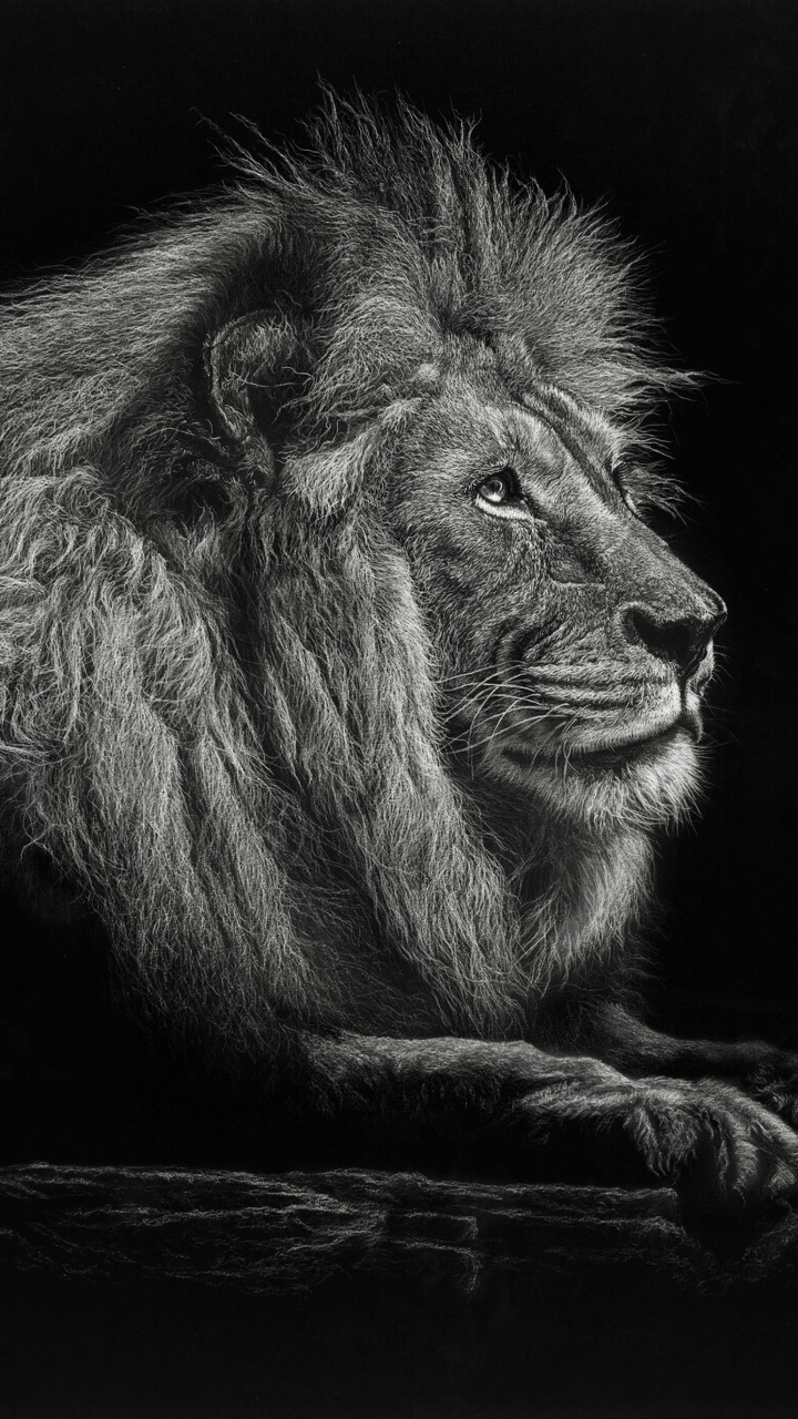 León Acostado Sobre la Superficie de Madera Marrón. Wallpaper in 720x1280 Resolution