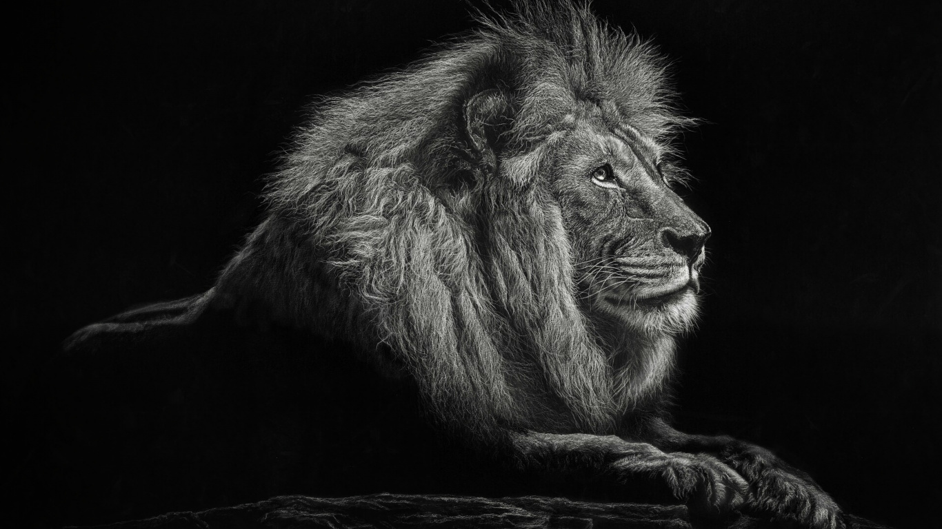 Lion Allongé Sur Une Surface en Bois Marron. Wallpaper in 1366x768 Resolution