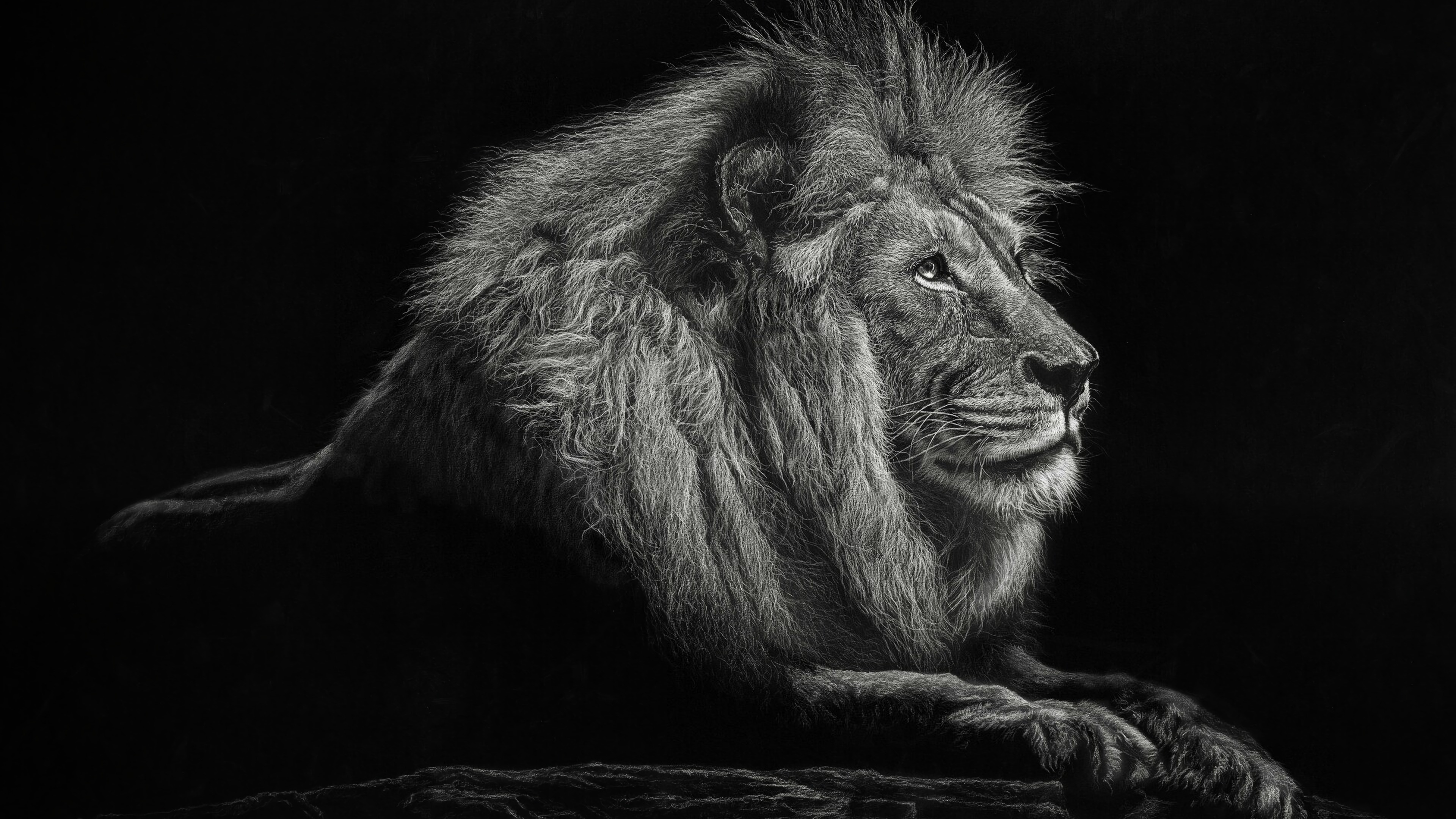 Lion Allongé Sur Une Surface en Bois Marron. Wallpaper in 3840x2160 Resolution