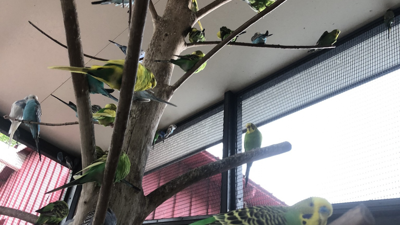 Tree, Biology, Science, Parrot, Bird. Wallpaper in 1280x720 Resolution