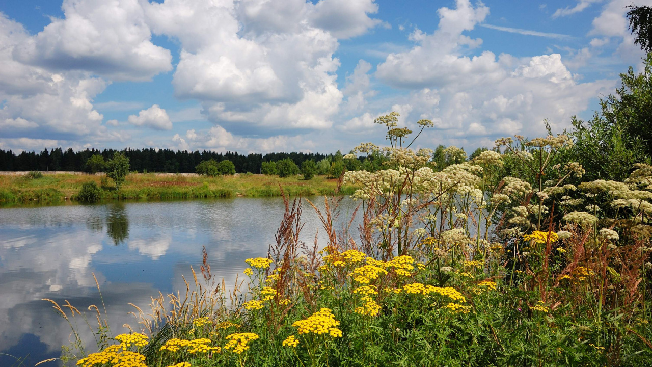 Green Trees Beside River Under Blue Sky During Daytime. Wallpaper in 1280x720 Resolution