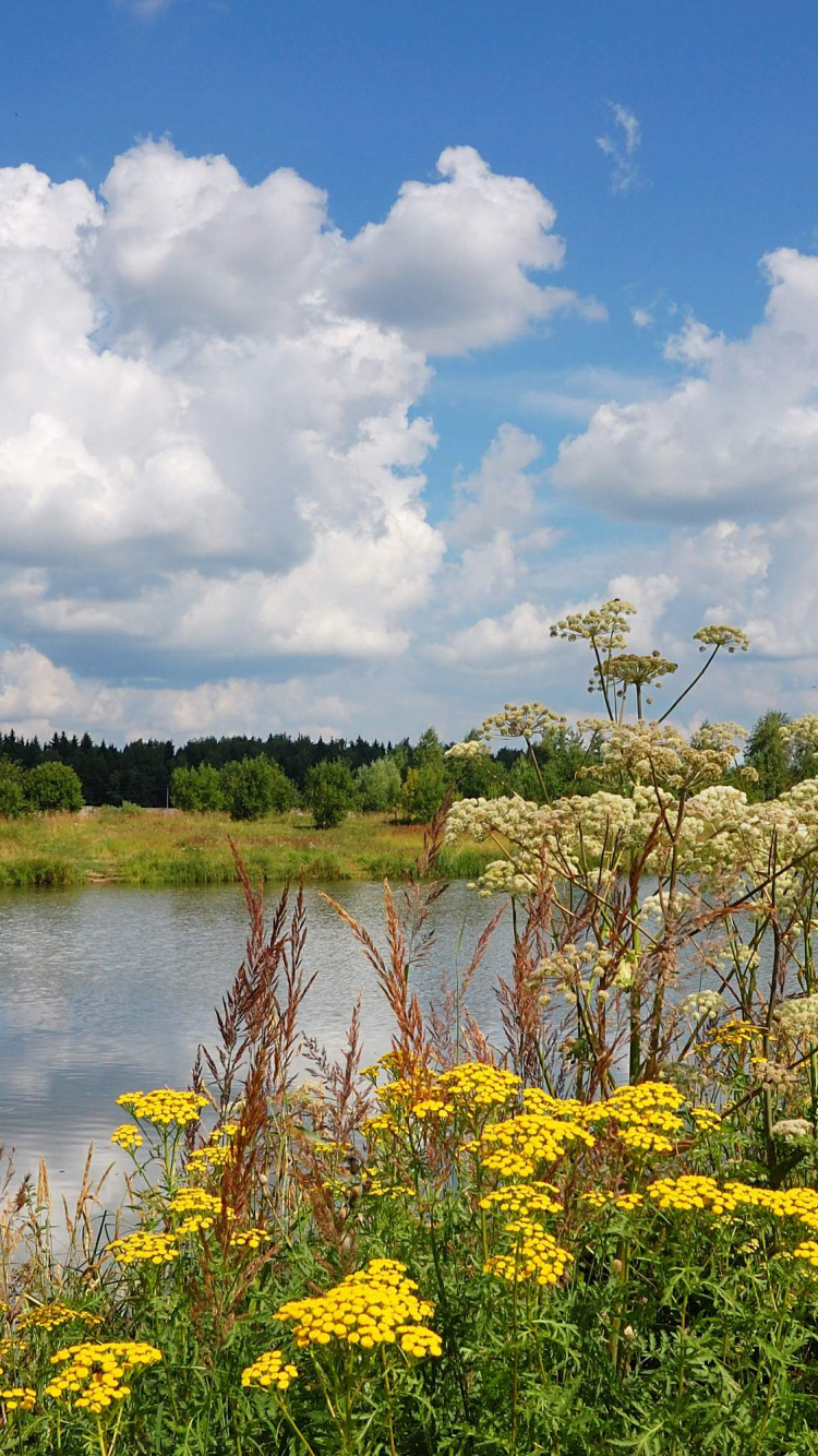 Grüne Bäume Neben Dem Fluss Unter Blauem Himmel Tagsüber. Wallpaper in 750x1334 Resolution