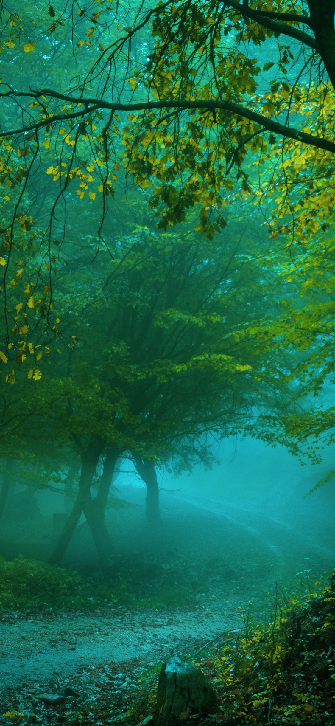 Green Trees Near Body of Water During Daytime. Wallpaper in 1125x2436 Resolution