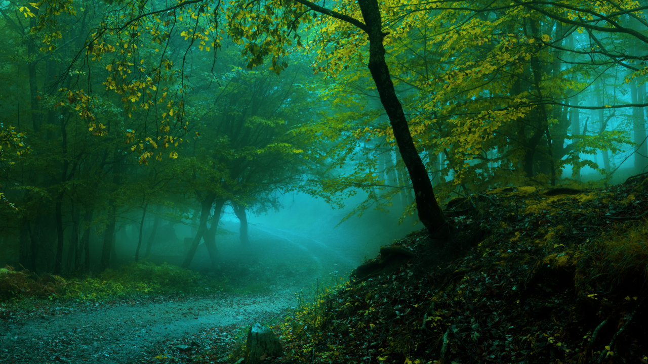 Green Trees Near Body of Water During Daytime. Wallpaper in 1280x720 Resolution