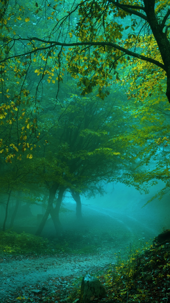 Green Trees Near Body of Water During Daytime. Wallpaper in 720x1280 Resolution