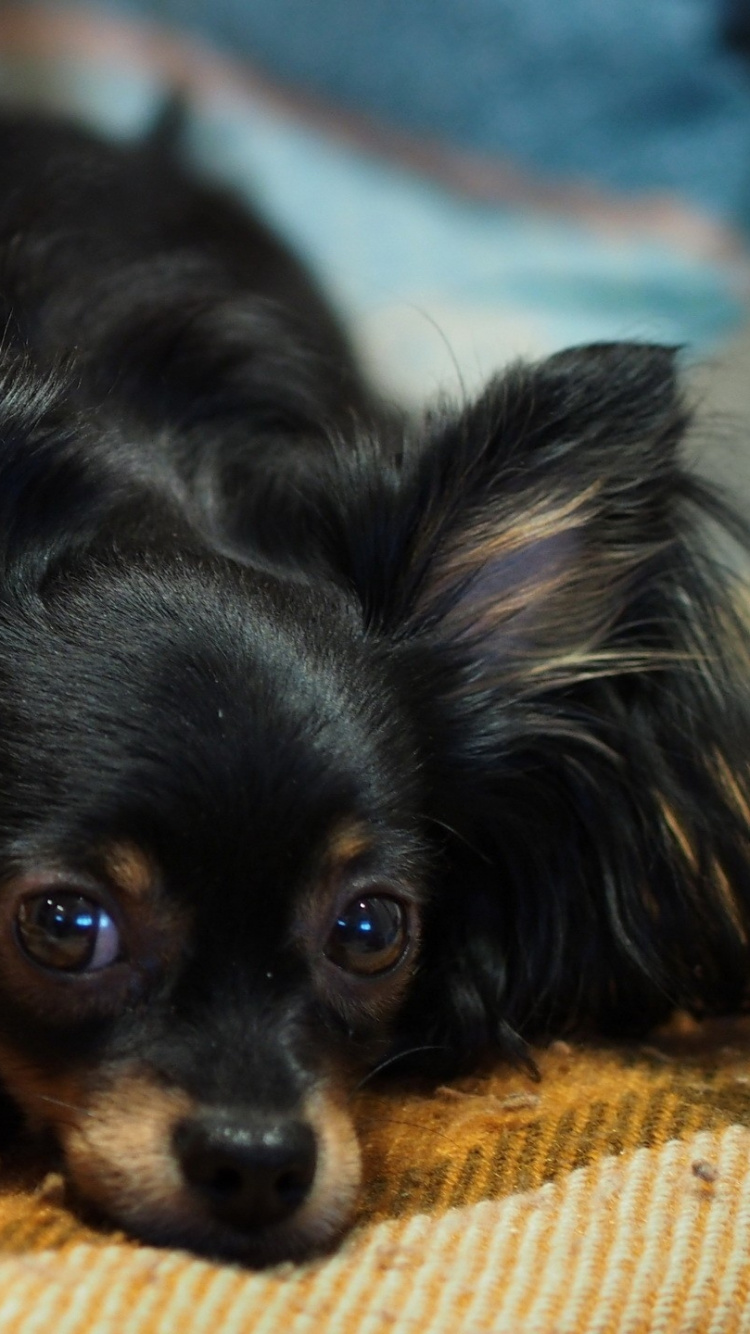 Schwarze Und Braune Chihuahua Liegen Auf Dem Bett. Wallpaper in 750x1334 Resolution