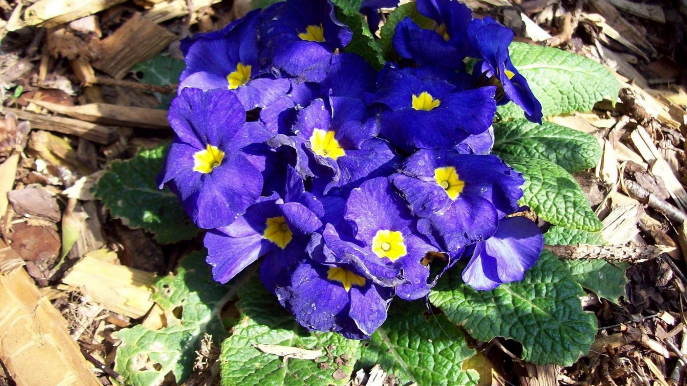 Flor Morada Con Hojas Verdes. Wallpaper in 1366x768 Resolution