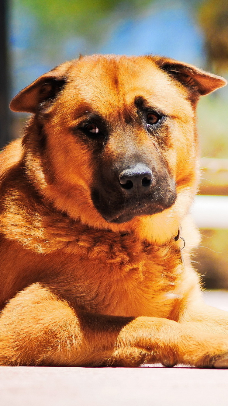 Brauner, Kurzhaariger Hund, Der Auf Weißem Plastikstuhl Liegt. Wallpaper in 750x1334 Resolution