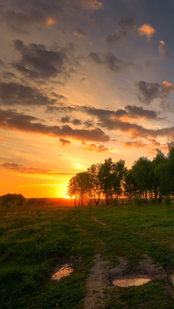 Green Trees Under Blue Sky During Sunset. Wallpaper in 720x1280 Resolution