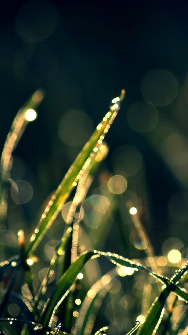 Water Droplets on Green Grass. Wallpaper in 720x1280 Resolution