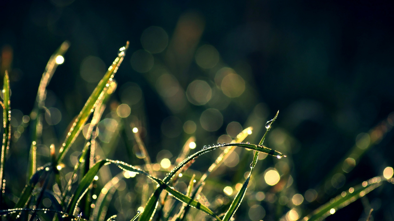 Wassertropfen Auf Grünem Gras. Wallpaper in 1366x768 Resolution