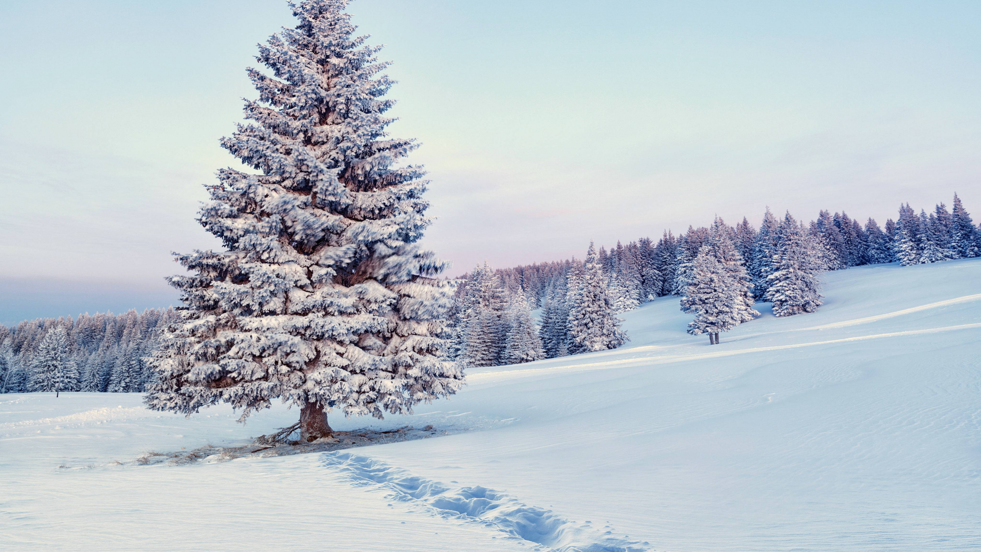 Tagsüber Mit Schnee Bedeckte Grüne Kiefern. Wallpaper in 3840x2160 Resolution