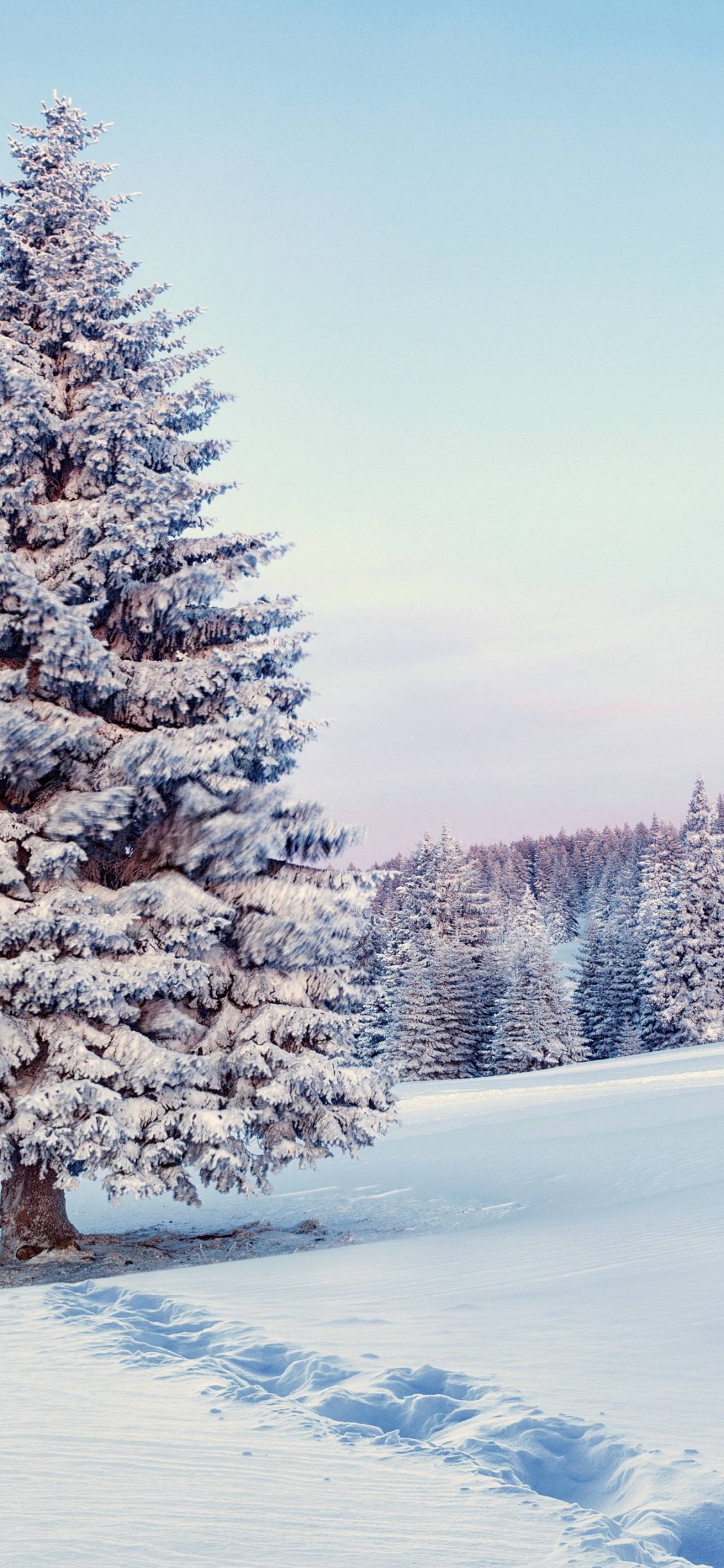 Green Pine Trees Covered With Snow During Daytime. Wallpaper in 1125x2436 Resolution