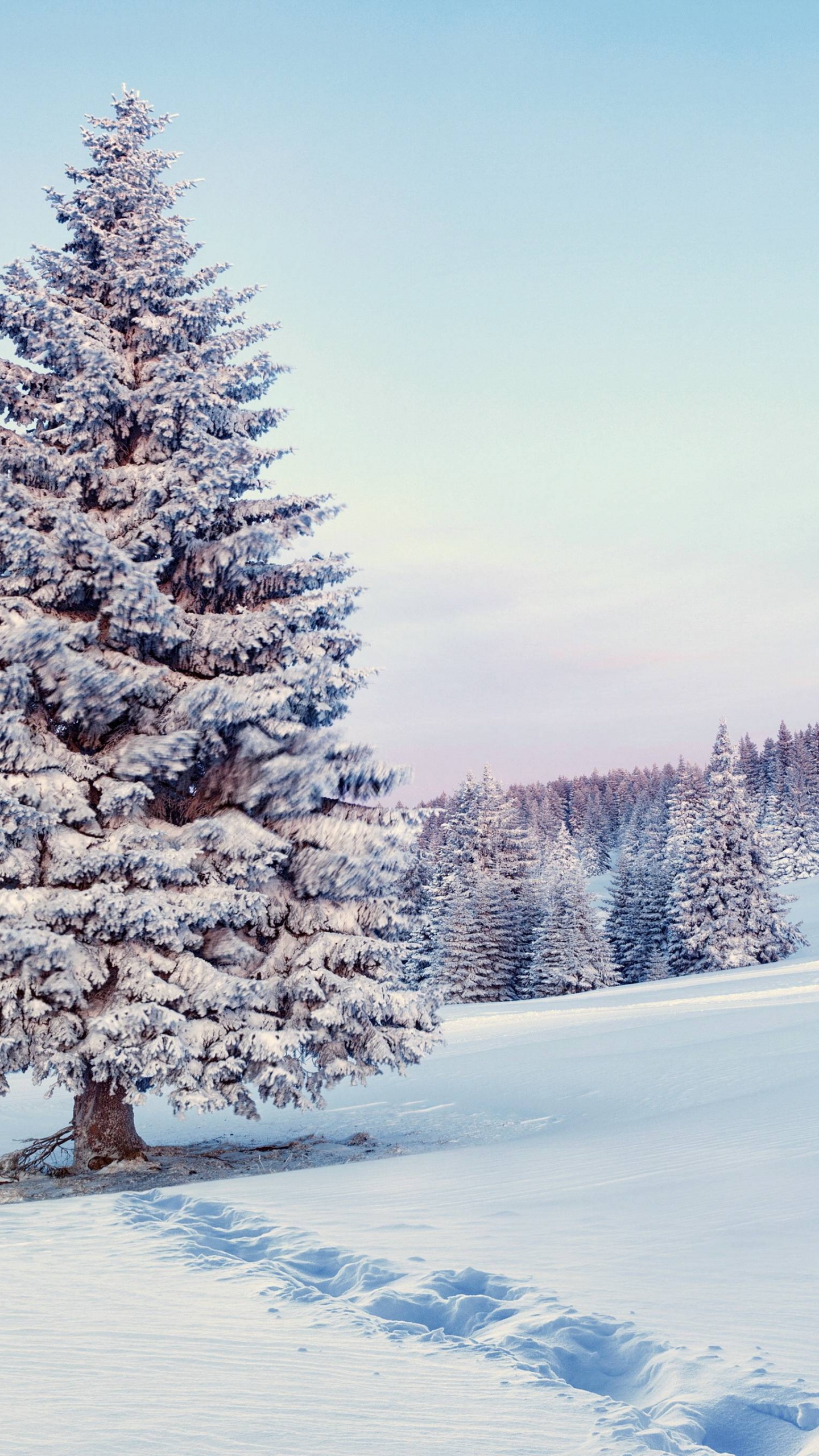 Green Pine Trees Covered With Snow During Daytime. Wallpaper in 1440x2560 Resolution