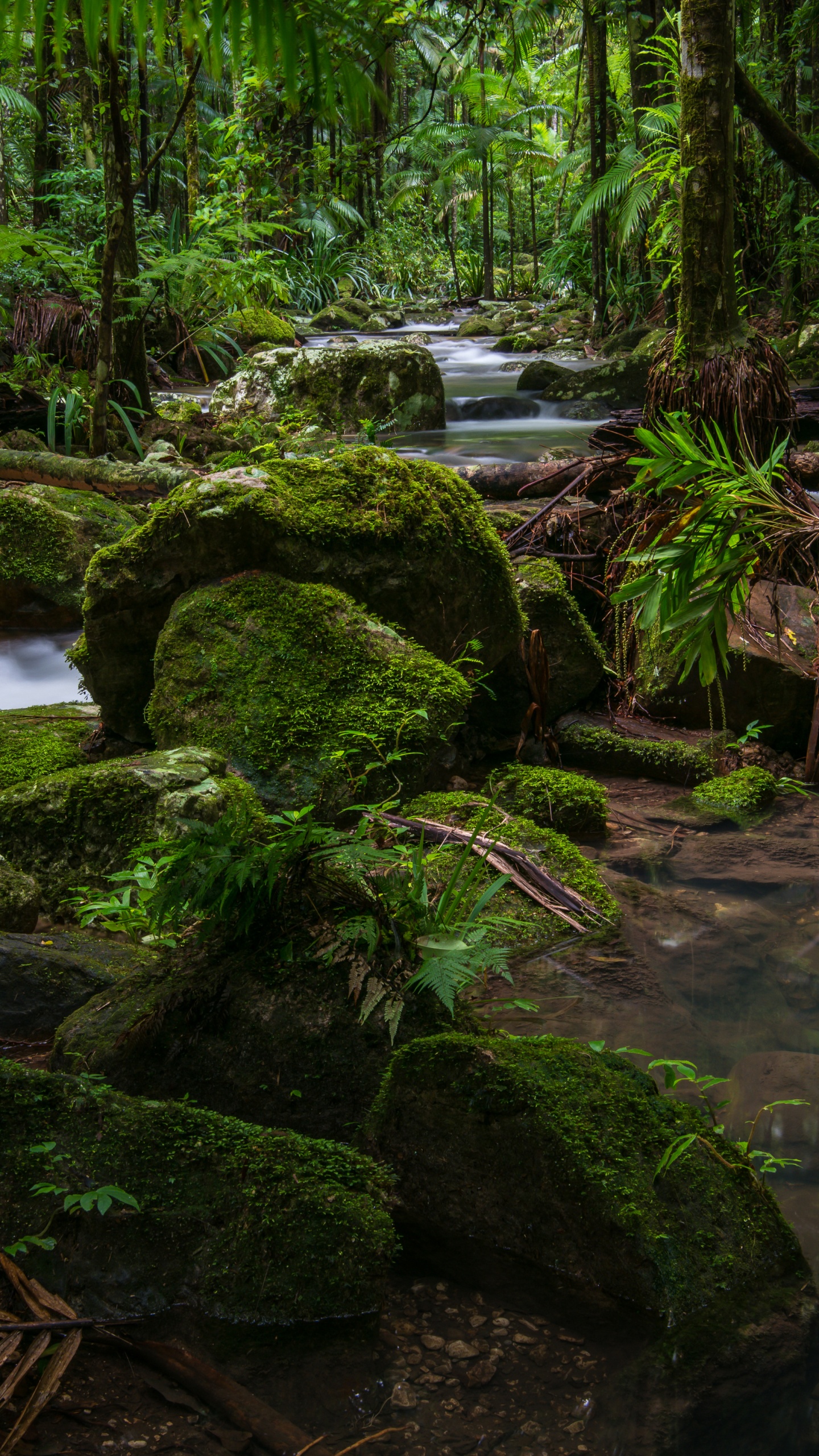 Musgo Verde en el Tronco de un Árbol Marrón Cerca Del Río Durante el Día. Wallpaper in 1440x2560 Resolution