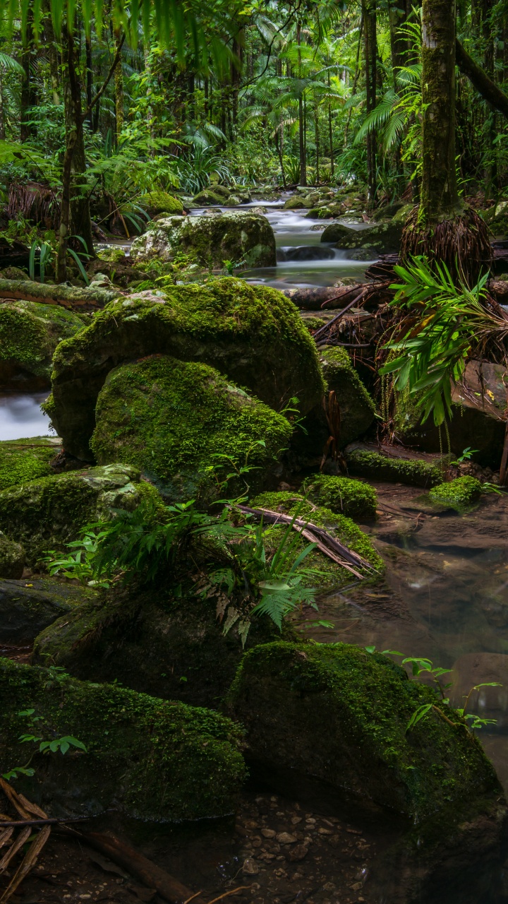 森林, 公园, 性质, 植被, 自然保护区 壁纸 720x1280 允许