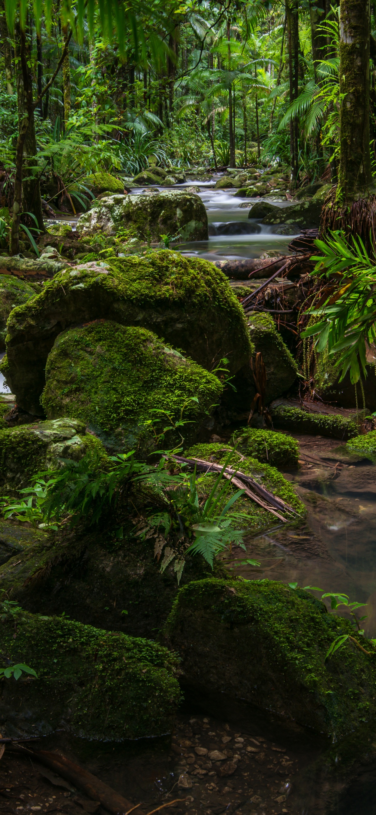 Green Moss on Brown Tree Trunk Near River During Daytime. Wallpaper in 1242x2688 Resolution