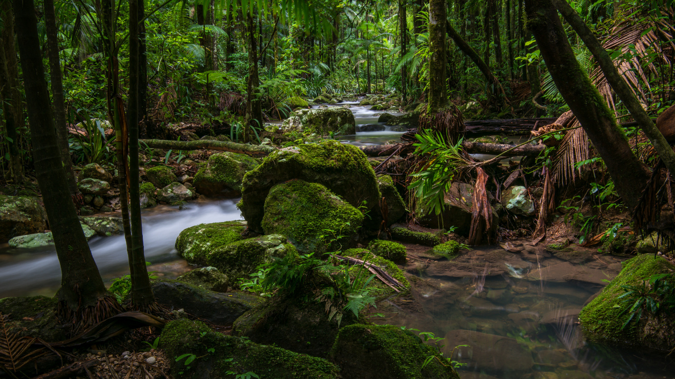 Green Moss on Brown Tree Trunk Near River During Daytime. Wallpaper in 1366x768 Resolution