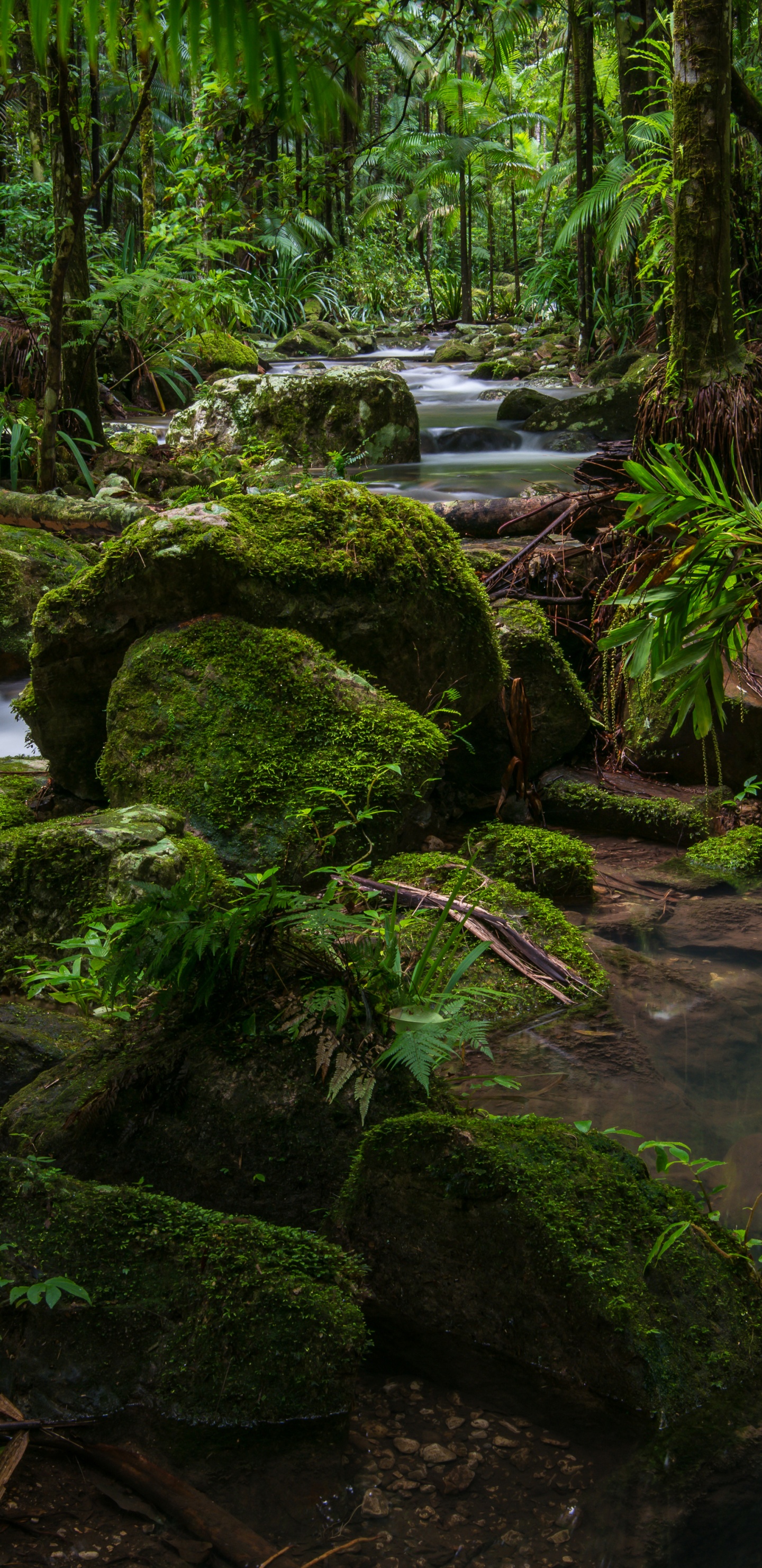 Grünes Moos Auf Braunem Baumstamm in Der Nähe Des Flusses Tagsüber. Wallpaper in 1440x2960 Resolution