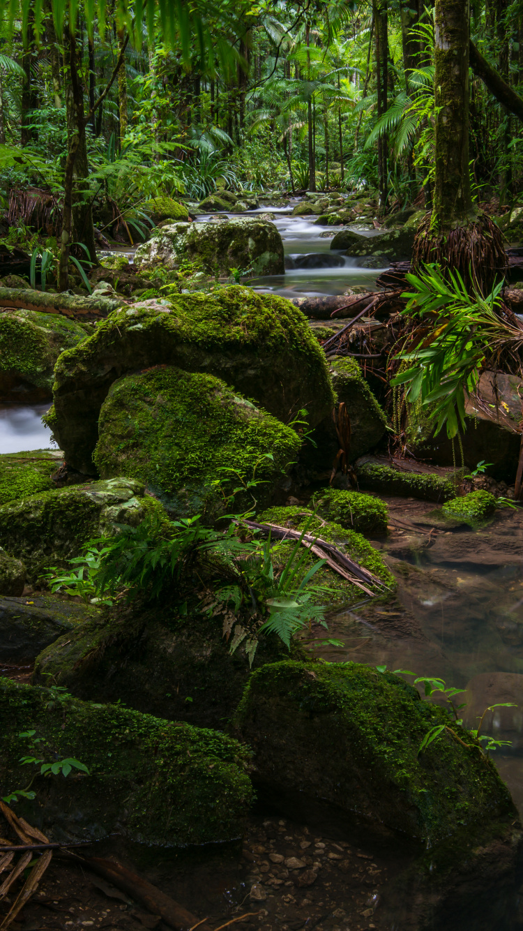 Grünes Moos Auf Braunem Baumstamm in Der Nähe Des Flusses Tagsüber. Wallpaper in 750x1334 Resolution