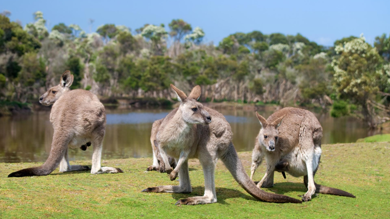 Two Brown Kangaroo on Green Grass Field During Daytime. Wallpaper in 1280x720 Resolution