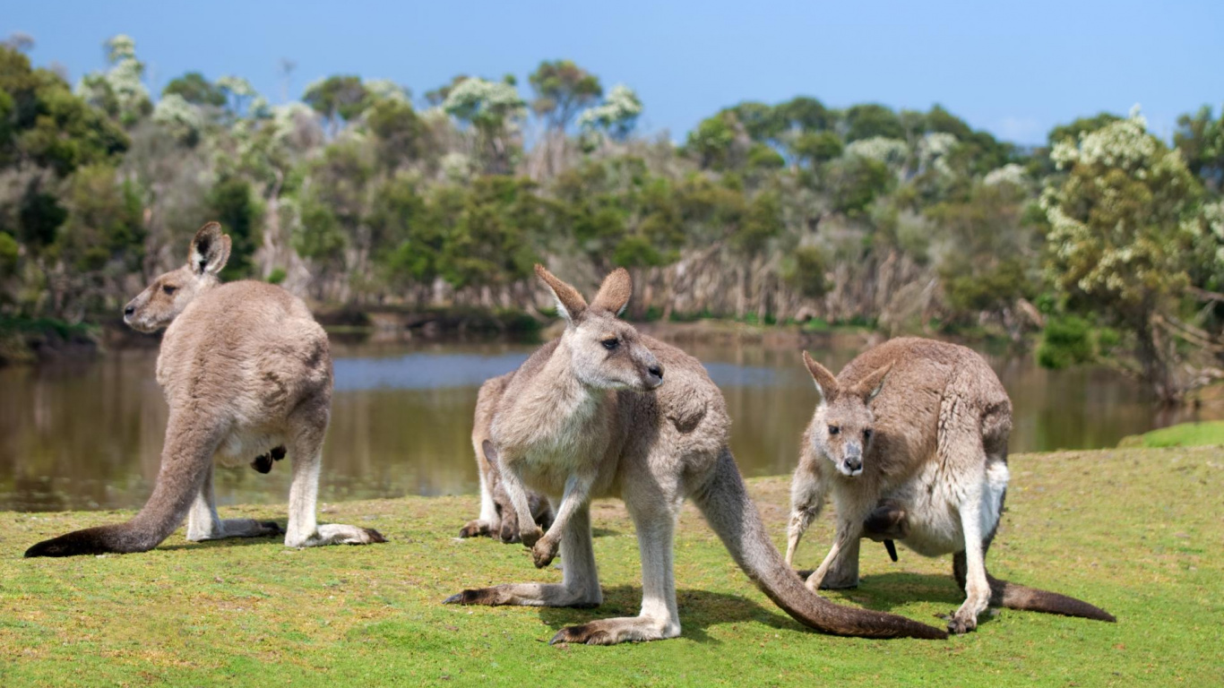 Two Brown Kangaroo on Green Grass Field During Daytime. Wallpaper in 1366x768 Resolution