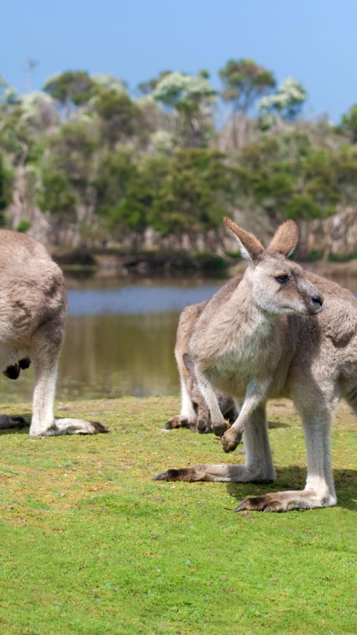 Two Brown Kangaroo on Green Grass Field During Daytime. Wallpaper in 720x1280 Resolution