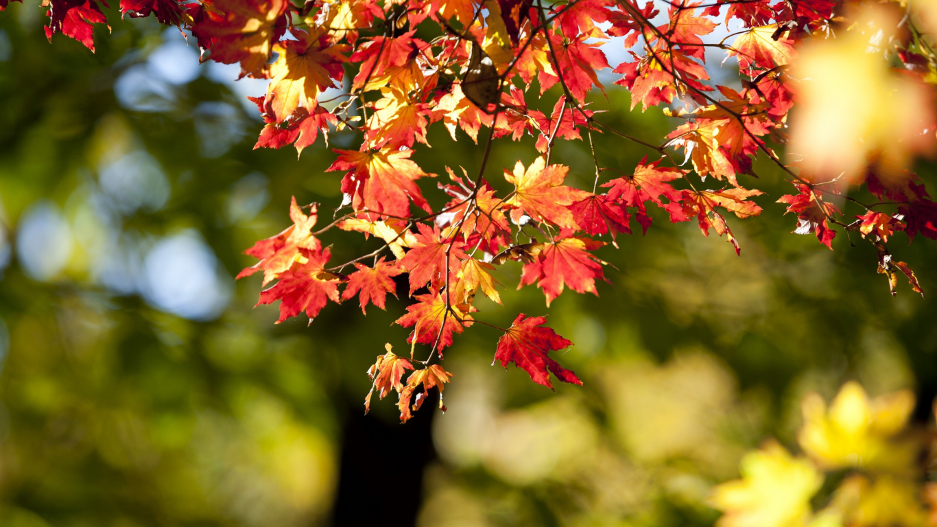 Feuilles D'érable Rouges et Jaunes. Wallpaper in 1366x768 Resolution
