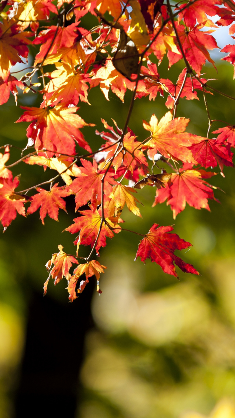 Feuilles D'érable Rouges et Jaunes. Wallpaper in 750x1334 Resolution