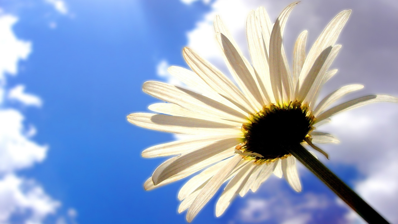 White and Yellow Daisy Flower in Close up Photography. Wallpaper in 1280x720 Resolution