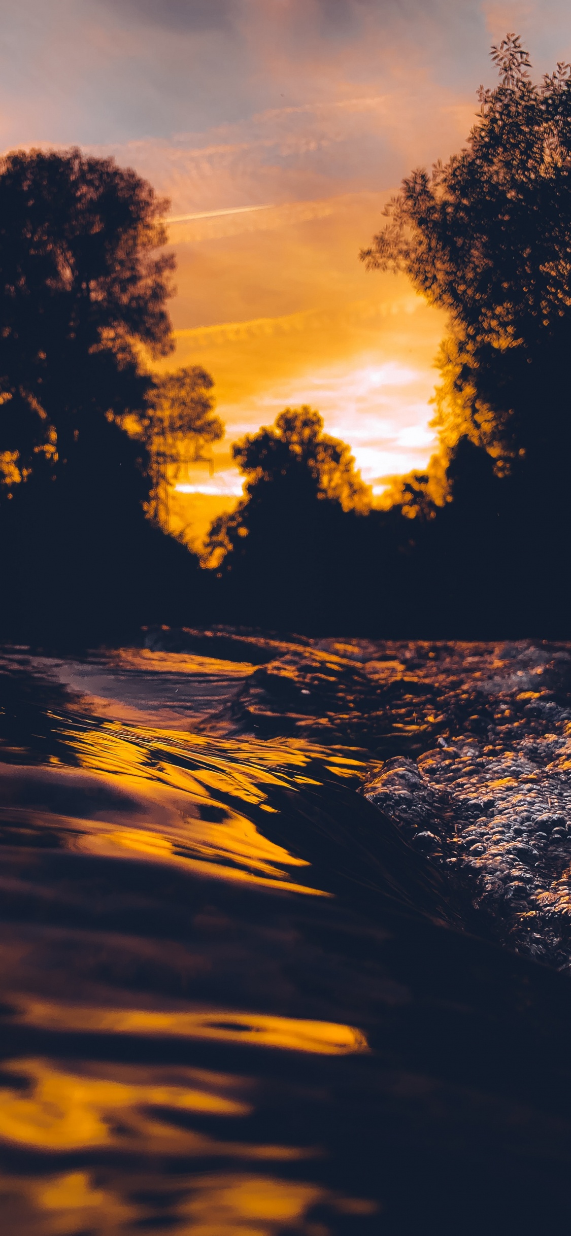 Silhouette of Trees During Sunset. Wallpaper in 1125x2436 Resolution