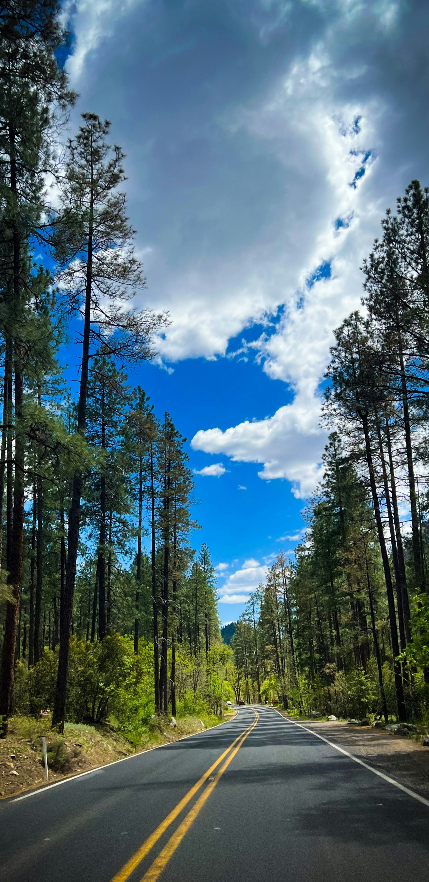Freeway, Road, Free, Philadelphia Freeway, Roc Nation. Wallpaper in 1440x2960 Resolution