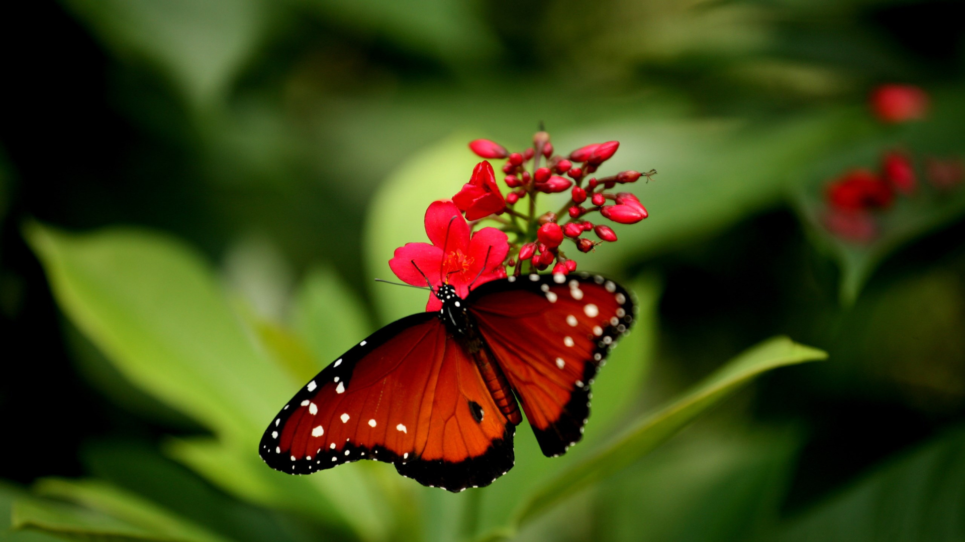 Monarch Butterfly Perched on Red Flower in Close up Photography During Daytime. Wallpaper in 1920x1080 Resolution
