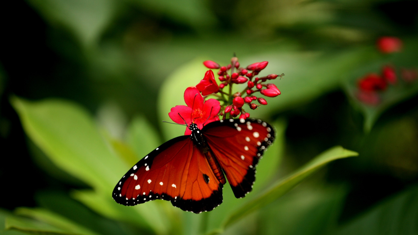 Mariposa Monarca Posado Sobre Flor Roja en Fotografía Cercana Durante el Día. Wallpaper in 1366x768 Resolution