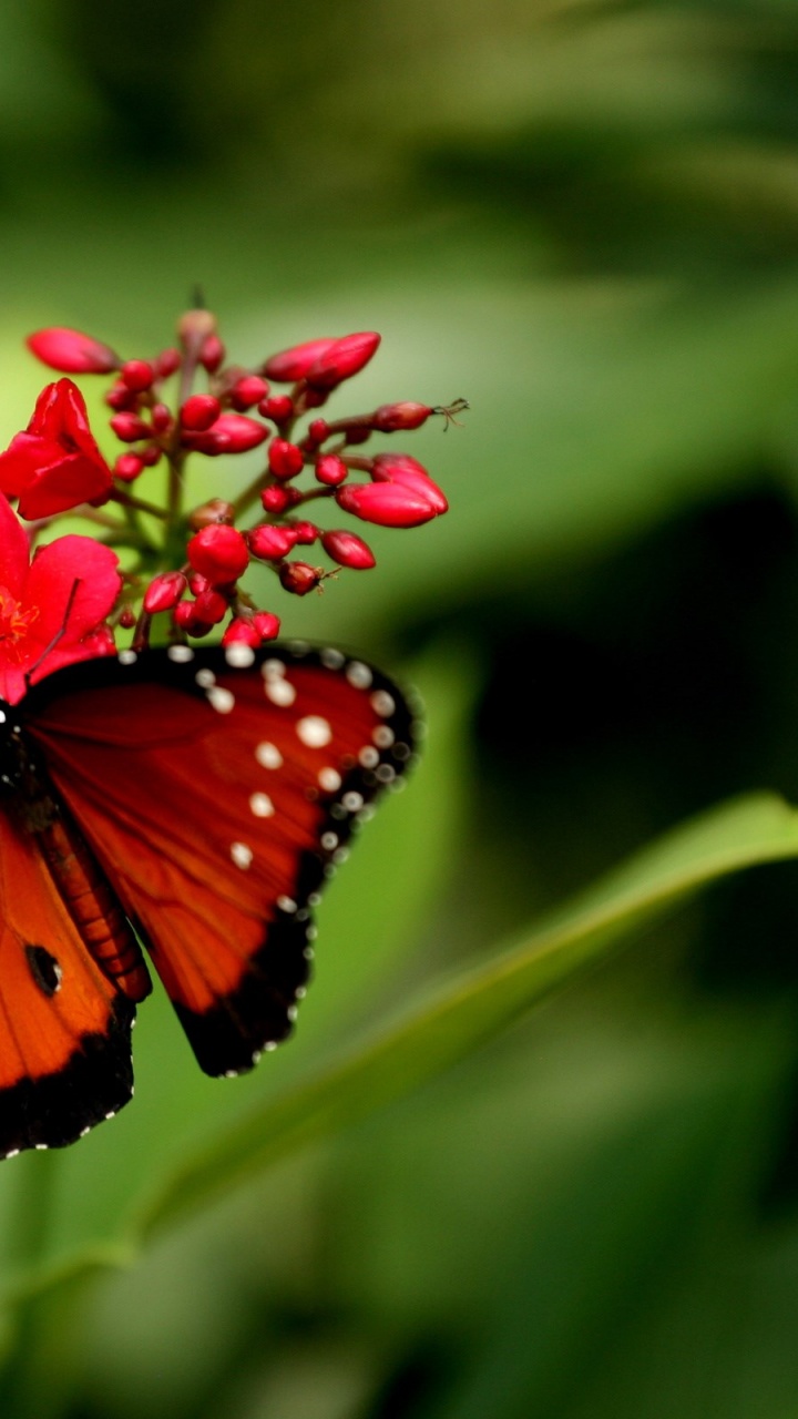 Mariposa Monarca Posado Sobre Flor Roja en Fotografía Cercana Durante el Día. Wallpaper in 720x1280 Resolution