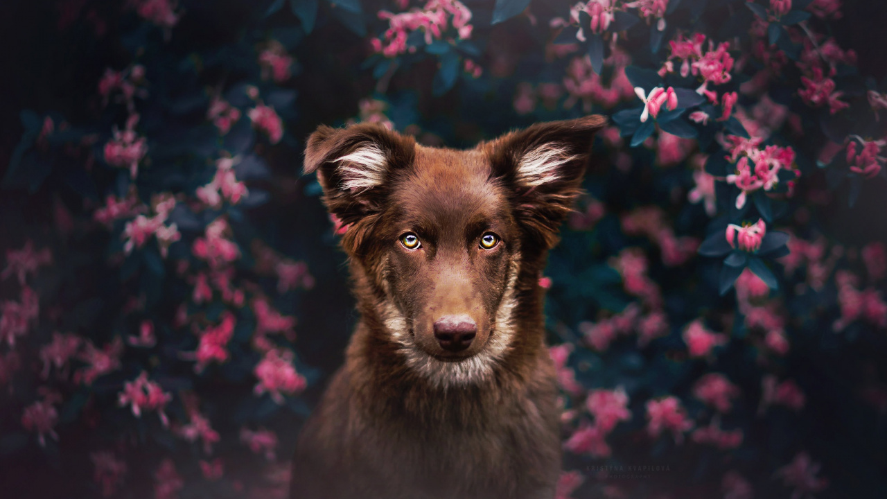 Black and Brown Short Coated Dog. Wallpaper in 1280x720 Resolution