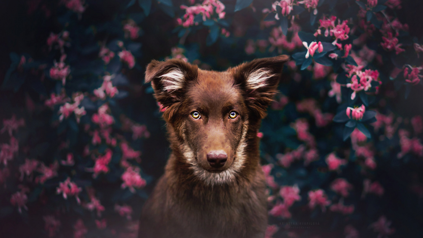 Black and Brown Short Coated Dog. Wallpaper in 1366x768 Resolution